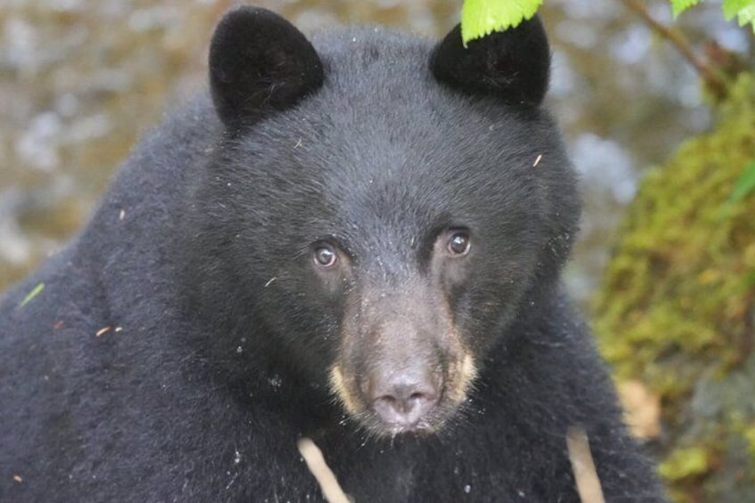 Alaska Wildlife Waterfall Tours 2