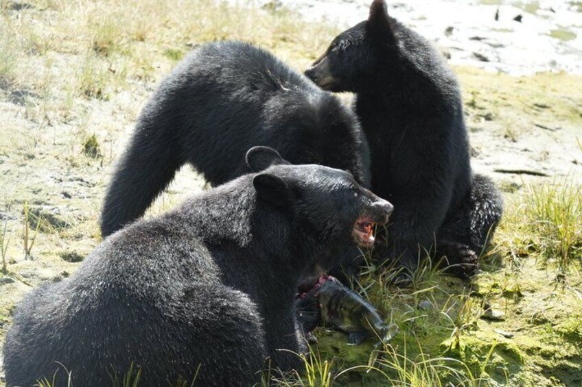 Alaska Wildlife Waterfall Tours 4
