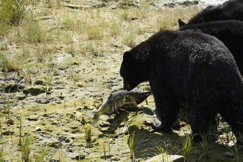 Alaska Wildlife Waterfall Tours 3