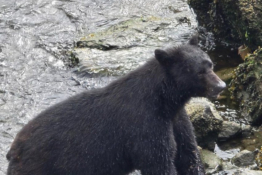 Black Bear in the creek 5