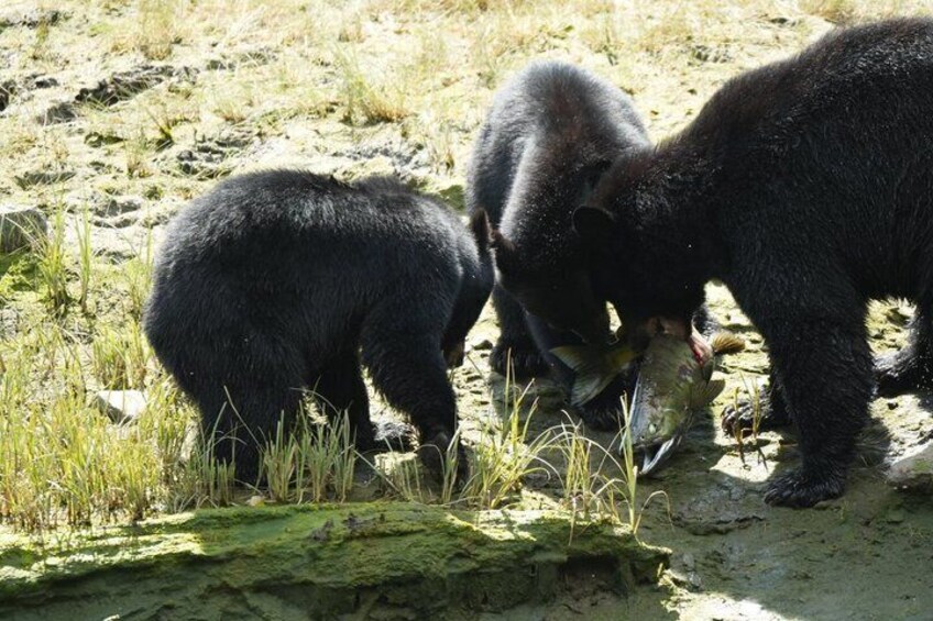 Alaska Wildlife Waterfall Tours 2
