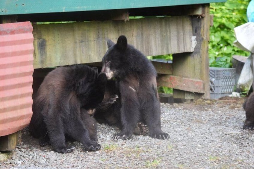 Two bears under a wooden structure with gravel ground. 4