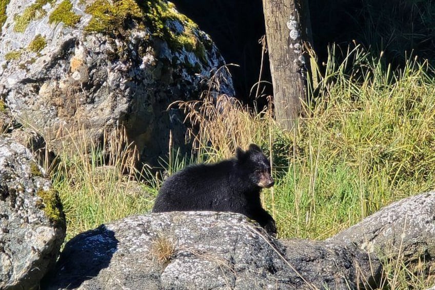 Alaska Wildlife Waterfall Tours 2