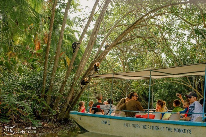 Une excursion en bateau au cours de laquelle les passagers observent des singes dans une zone boisée. 4