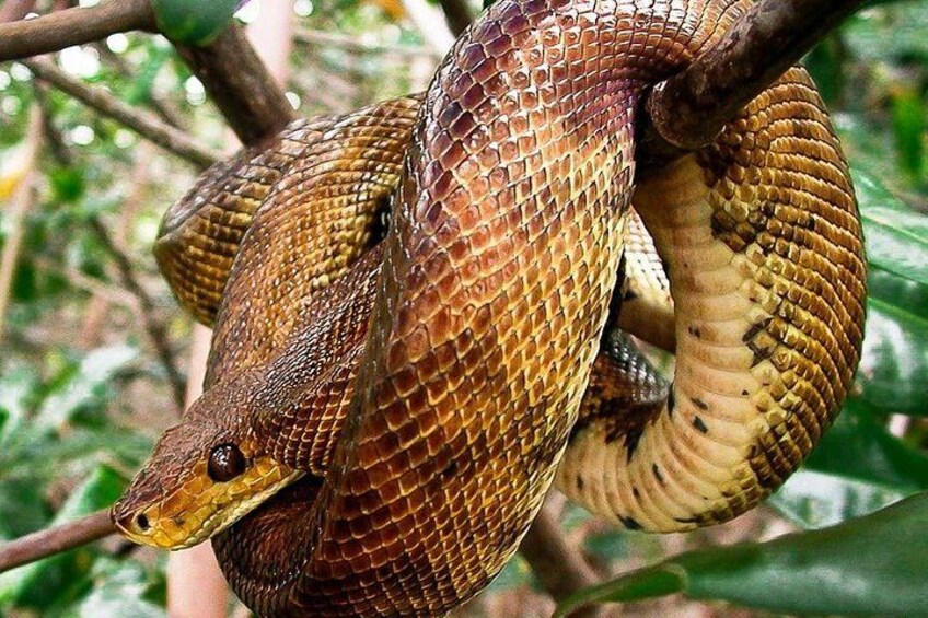 A coiled snake with a patterned skin texture. 4
