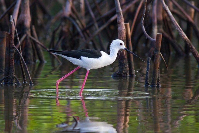 A bird standing in water with pink legs, surrounded by vegetation. 5