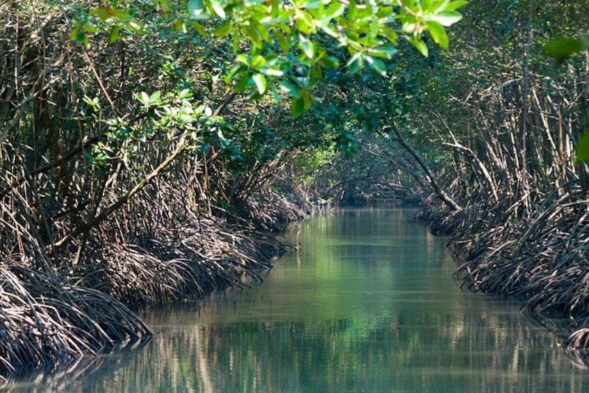 Une forêt de mangroves à la végétation luxuriante, bordée d’un cours d’eau paisible. 3