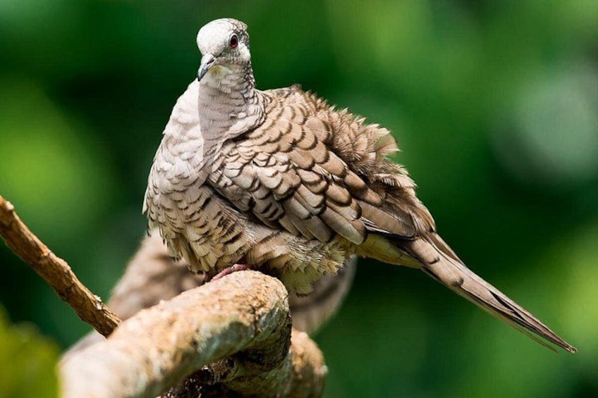 Un oiseau était perché sur une branche. 2