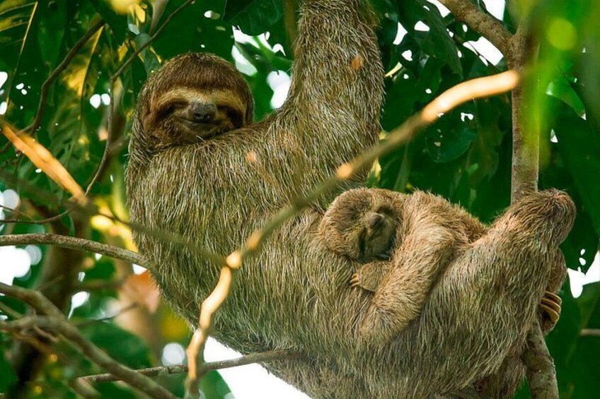 Deux paresseux suspendus à des branches d’arbres dans une forêt. 1