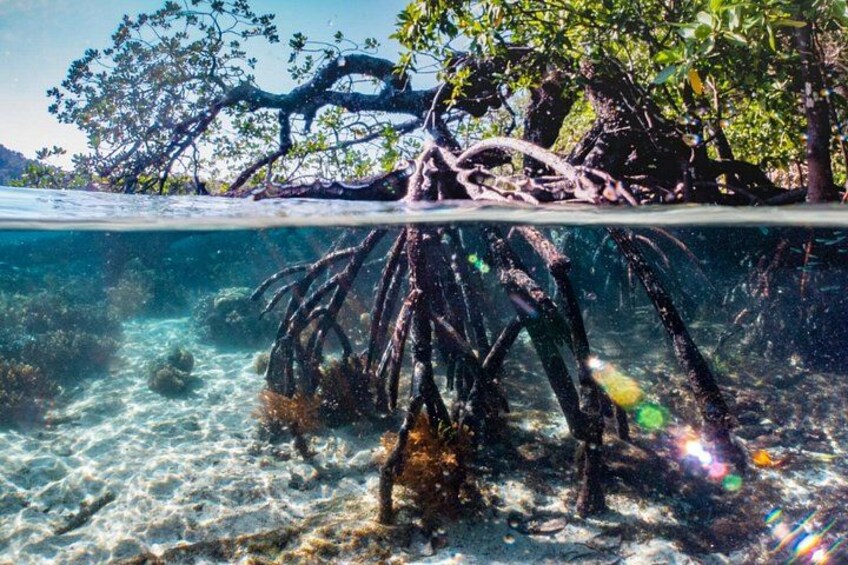A mangrove tree with roots extending into clear water. 3