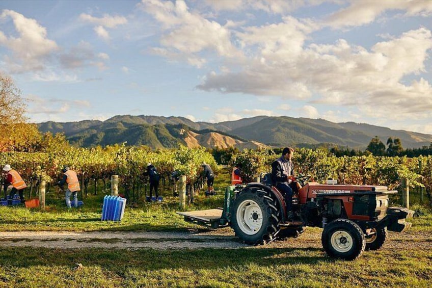 A vineyard with people working and a tractor. 3