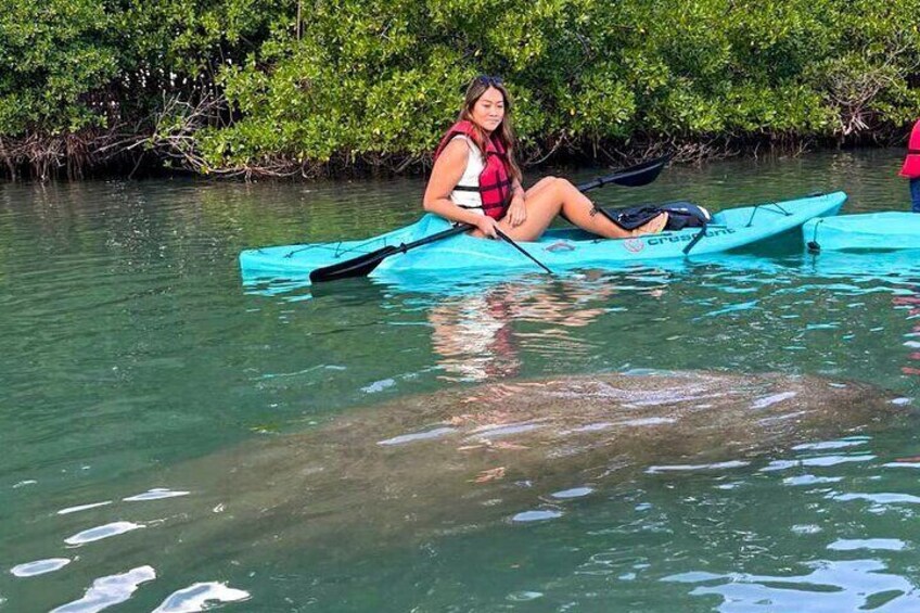 Une personne fait du kayak sur un kayak turquoise, portant un gilet de sauvetage, et est entourée d’une eau claire et de mangroves. 3