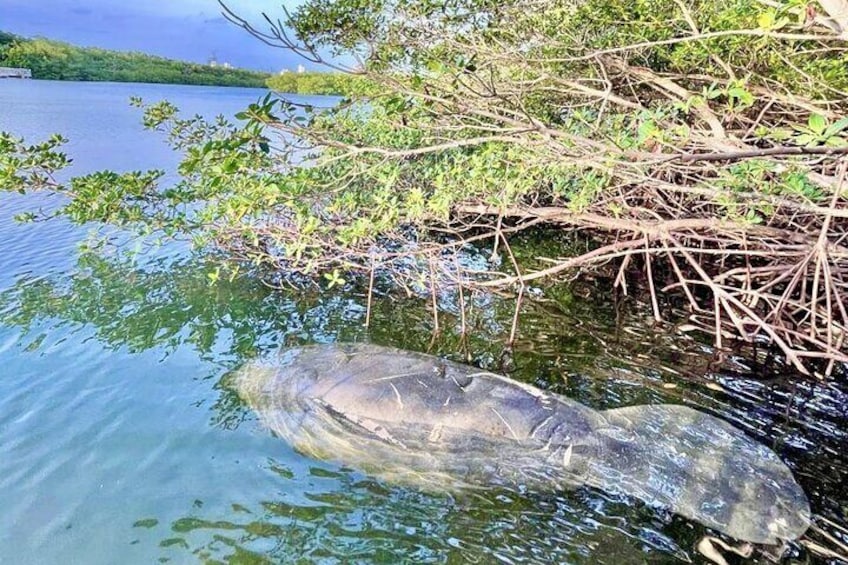 Manatee Season Guided Paddle Tour from Virginia Key 1