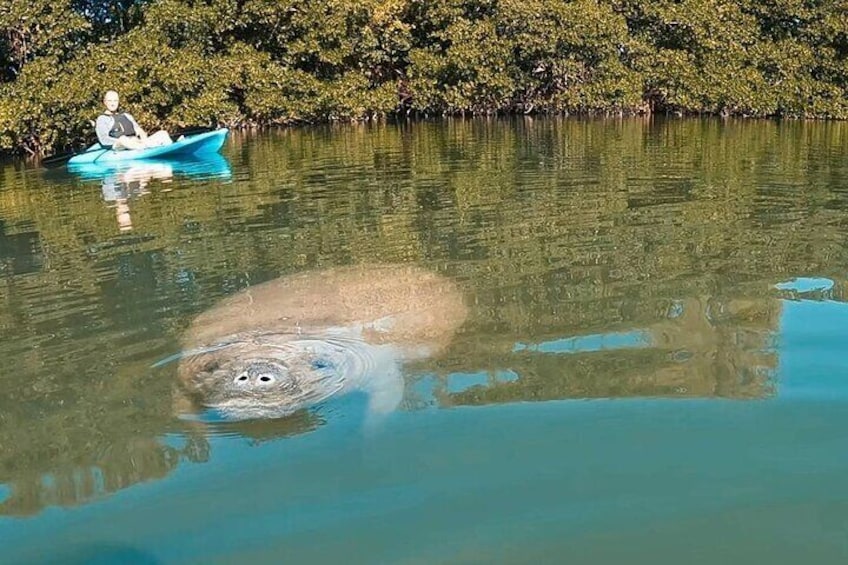 Un homme est assis dans un kayak sur une étendue d’eau calme, et un grand lamantin nage non loin de lui. 5