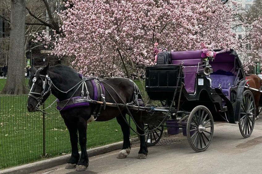 NYC Empire State Horses Carriage Ride in Central Park (45 Mins) 3