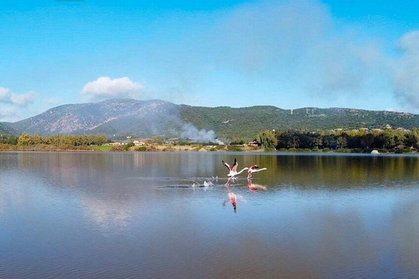Flamingos in the Chia Su Giudeu Lagoon 2