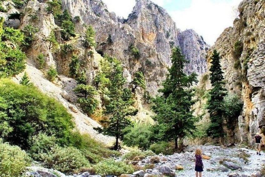 Un cañón rocoso con árboles y una persona de pie al frente. 1