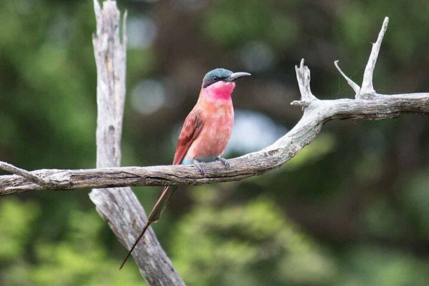 A bird perched on a branch. 1