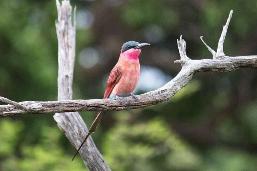 A bird perched on a branch. 1