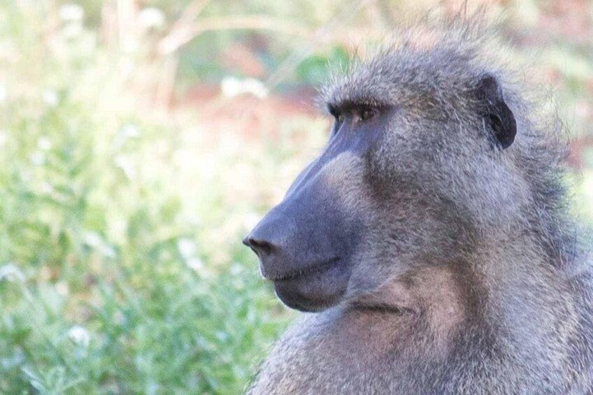 A close-up of a baboon's face. 2