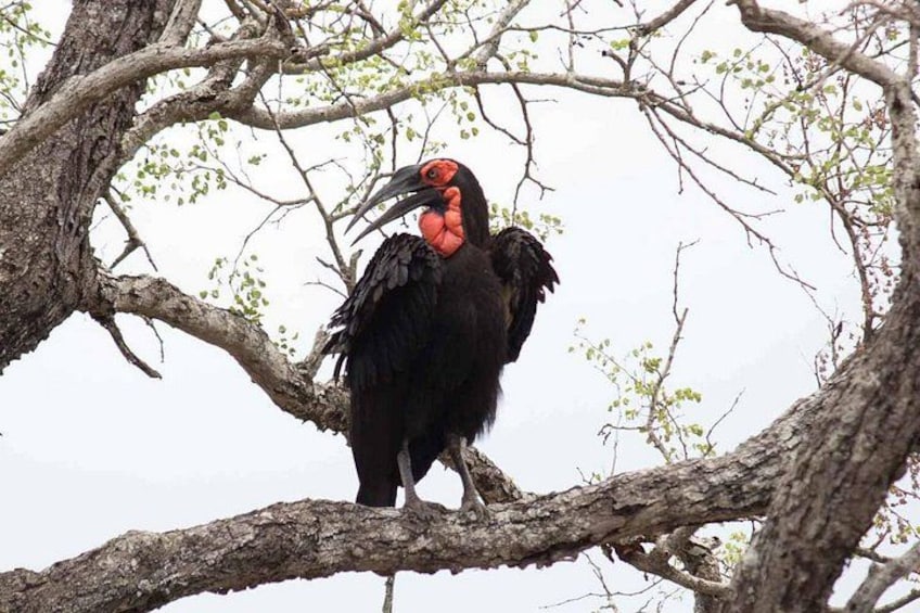 A large bird with a red beak perched on a tree branch. 3