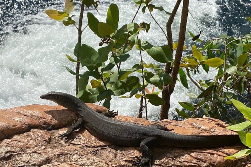 A lizard on a rock with a waterfall in the background. 2