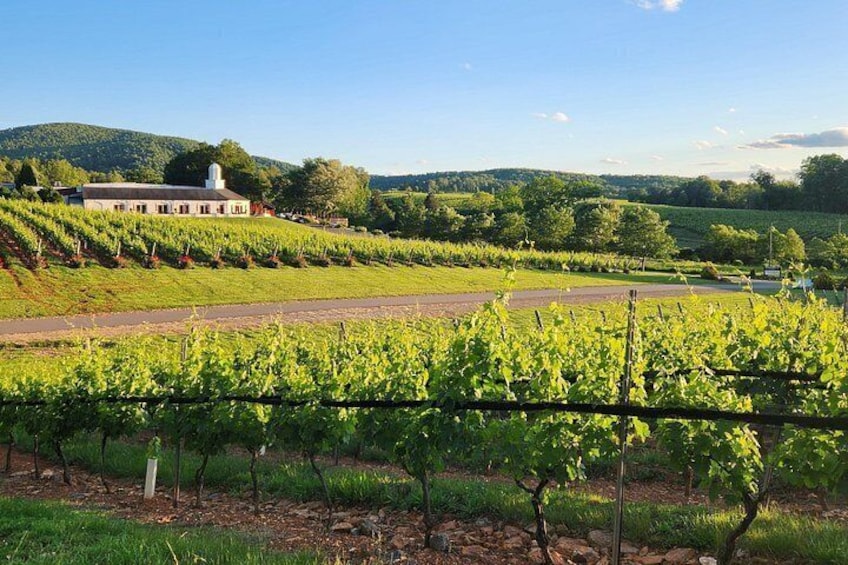 A vineyard with rows of grapevines, a white building with a tower, and rolling hills in the background. 2