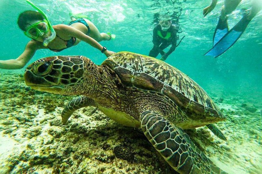 Cebu: Kawasan Canyoneering, Moalboal Sardines & Turtles 4