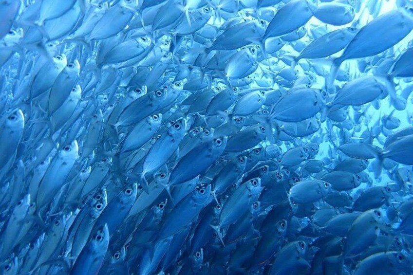 Cebu: Kawasan Canyoneering, Moalboal Sardines & Turtles 2