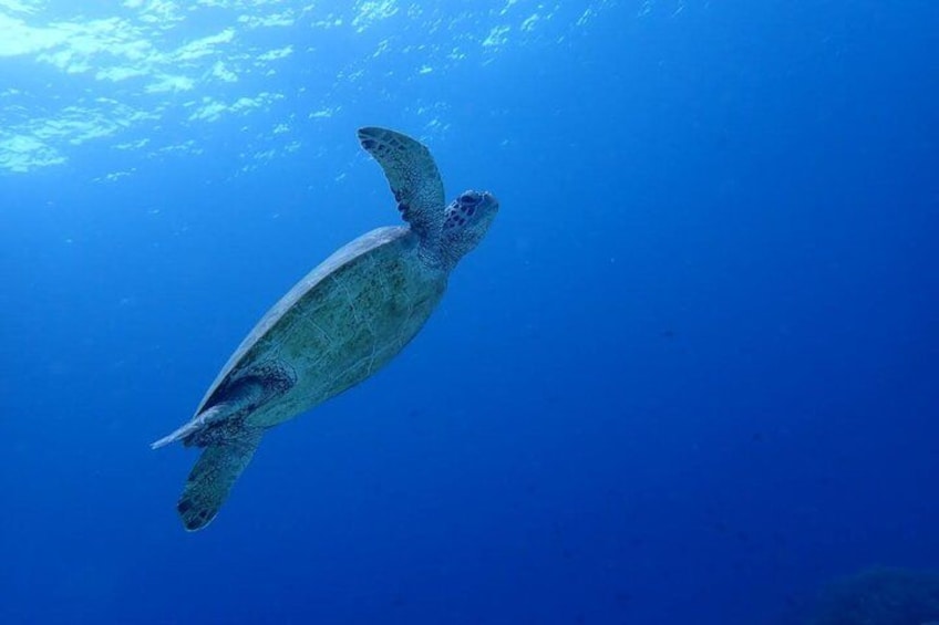 A sea turtle swimming underwater. 5