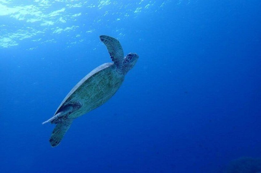 Cebu: Kawasan Canyoneering, Moalboal Sardines & Turtles 3