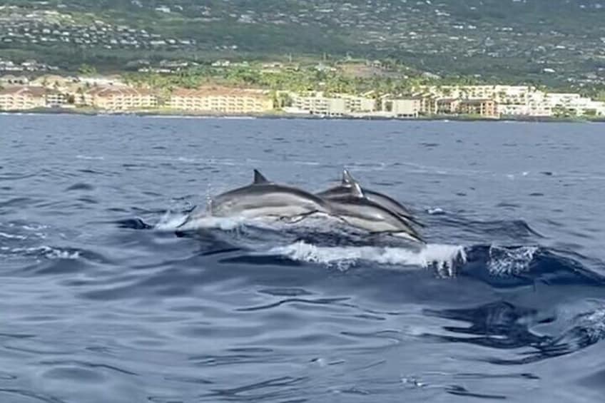 Half Day Private Cruise Tour with Snorkeling in Kona