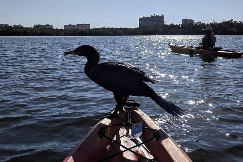 Double Crested Cormorant catching a ride 4