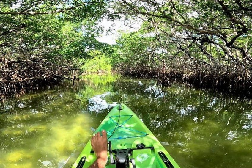 Un kayak vert sur une voie navigable calme, entouré d’une dense forêt de mangroves. 2