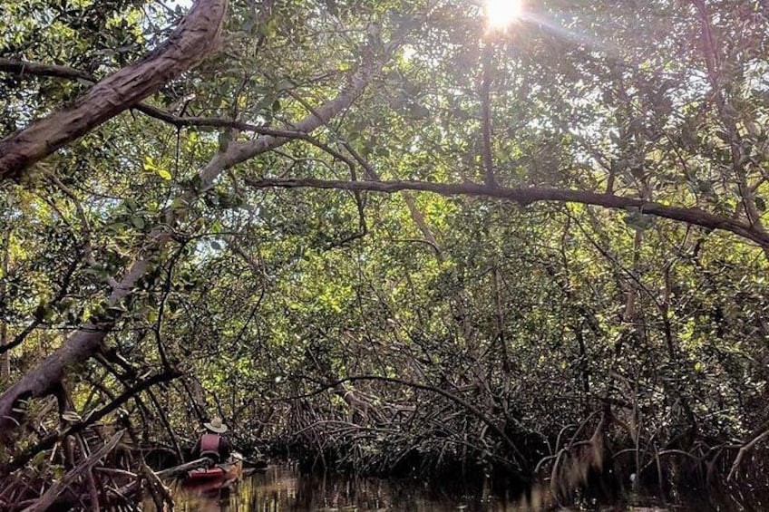 Une forêt de mangroves dense, où la lumière du soleil filtre à travers la canopée. 5