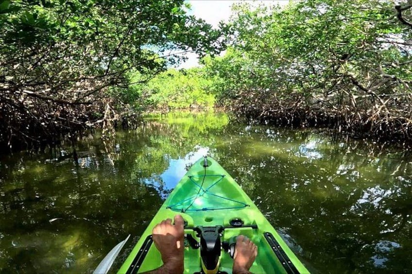 Mangrove Tunnels Pedal Kayak Eco-Tour in Anna Maria 2