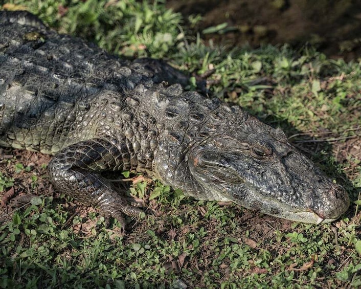 A crocodile resting on grass. 2
