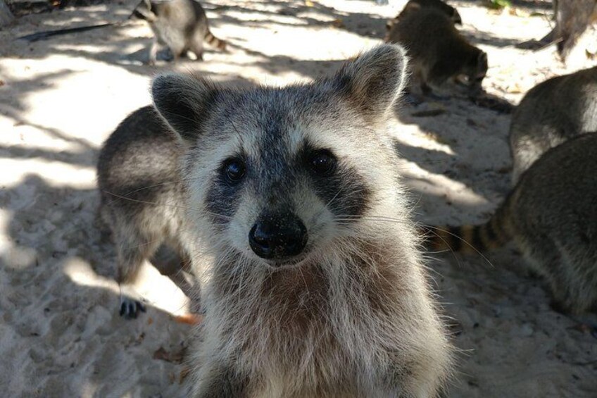 Raccoon Island Exploration on SUP/Kayak 2