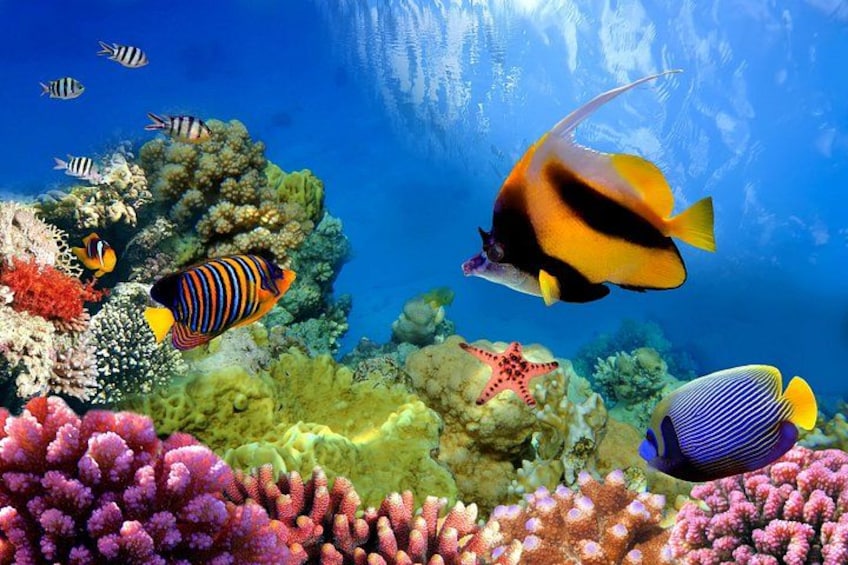 A vibrant coral reef with various fish species, including a prominent striped fish and a starfish. 5