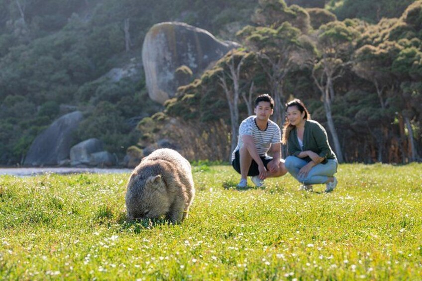 Wilsons Promontory Wilderness Day Tour 4