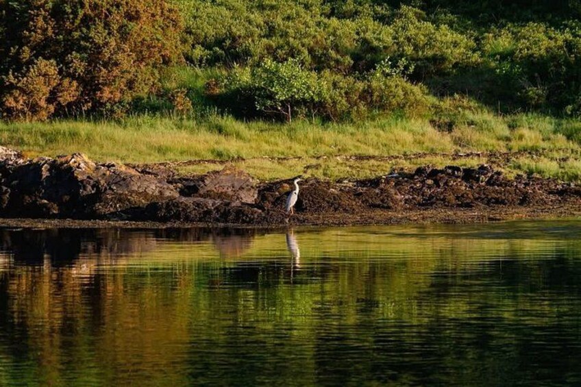 Een vogel staat aan de waterkant, met een weerspiegeling van de omliggende begroeiing. 2
