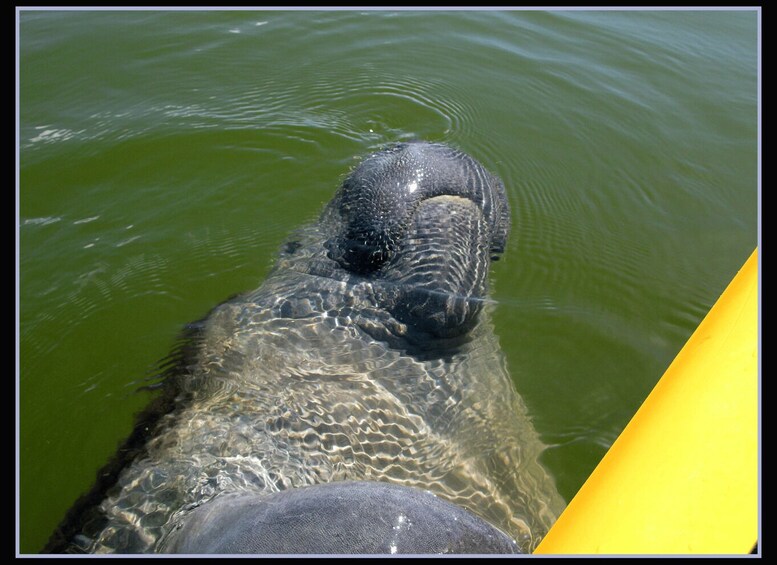 Picture 2 for Activity Everglades: Boat Assisted Kayak Eco Tour 3