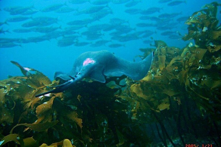 Un tiburón nada cerca de algas marinas con un banco de peces al fondo. 2