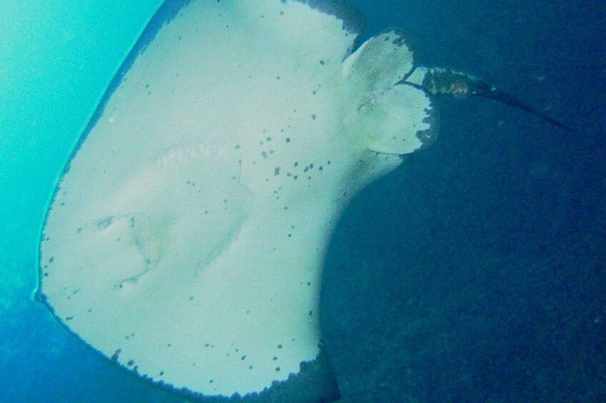 Cathedral Cove Snorkel Boat Tour | Coromandel Marine Reserve 4