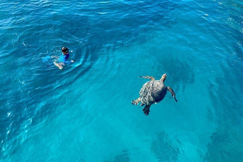 Close encounters with Hawaiian green Sea Turtles 3