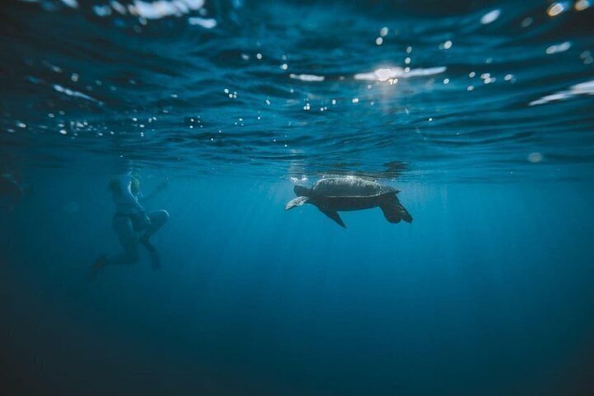 Swim with Sea Turtles 2