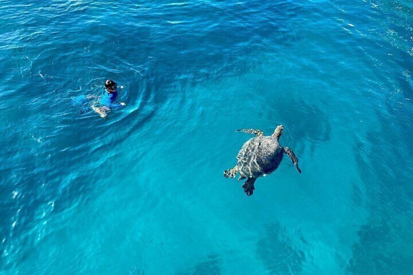 Close encounters with Hawaiian green Sea Turtles 2