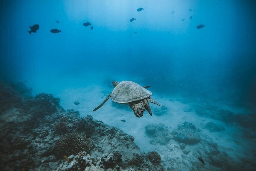 Green Sea turtle swimming through the clear water 2