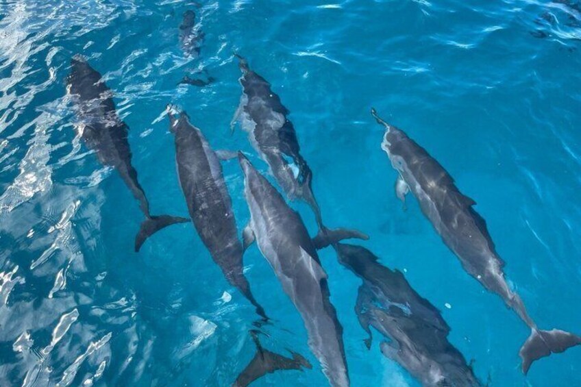Waikiki: Small Group Turtle Canyon Snorkel Boat Tour 4
