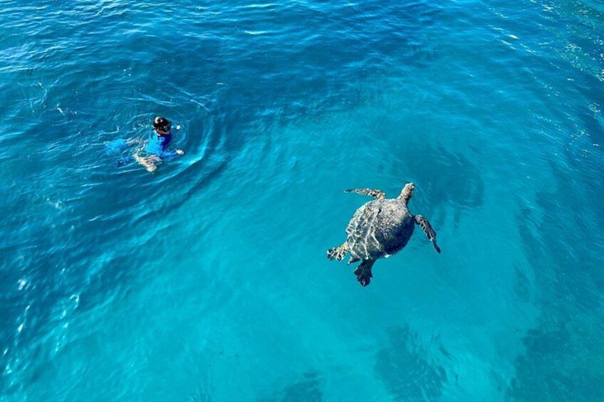 Close encounters with Hawaiian green Sea Turtles 4